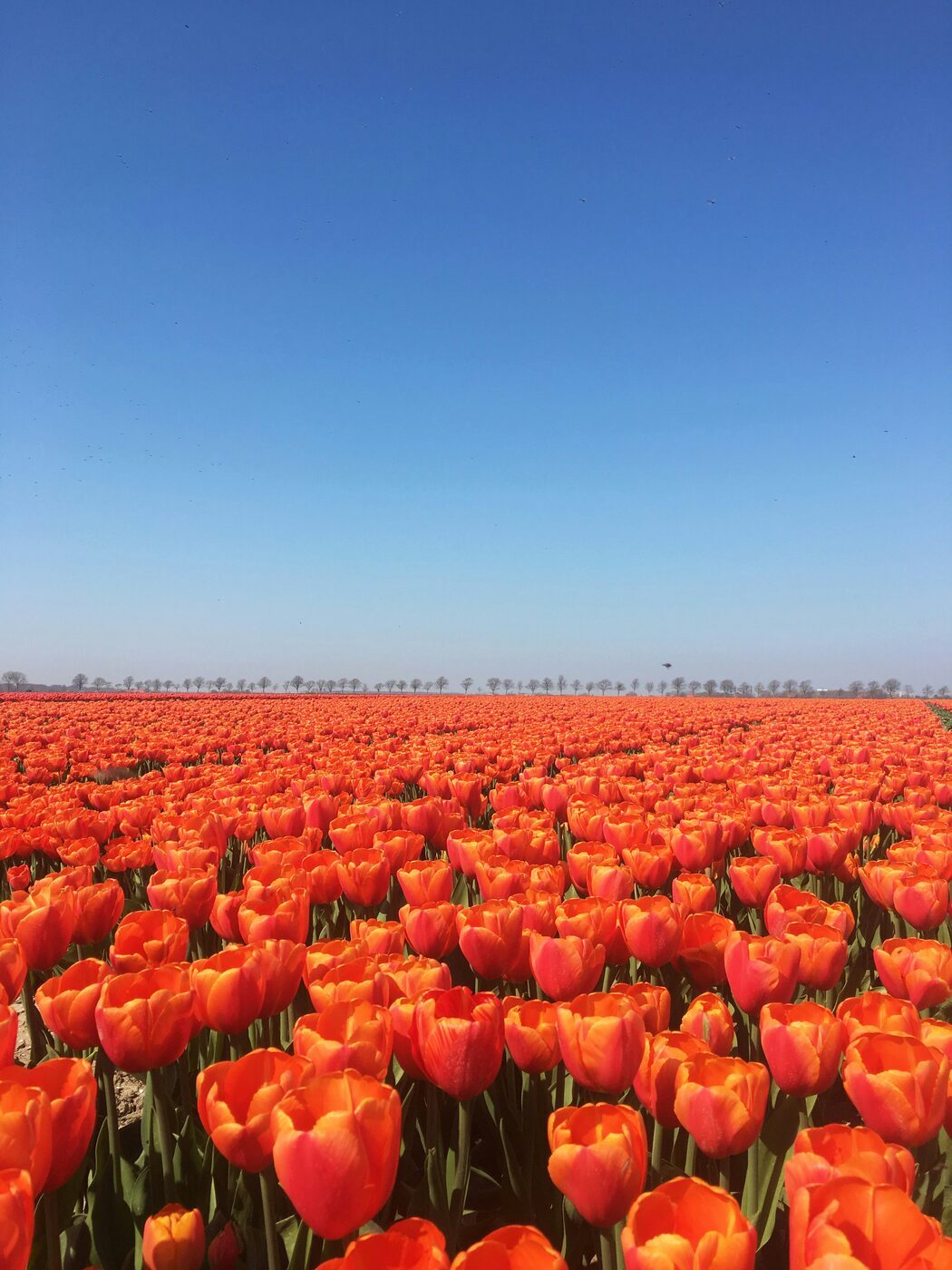 Wiosenne pole tulipanów